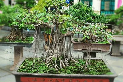 Bonsai 11.