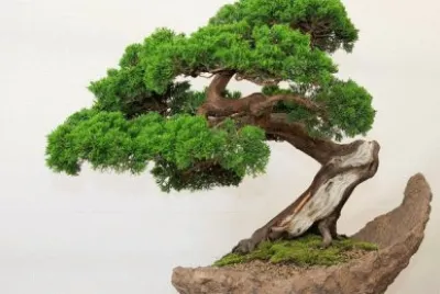 פאזל של Bonsai 13.