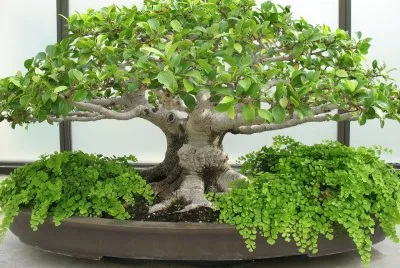 Bonsai 14.