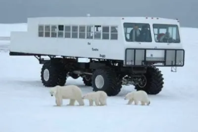 Capital del oso polar en Canada