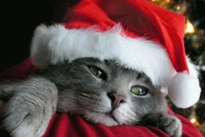 gatito noel