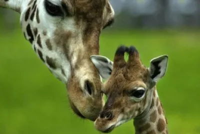 Mama  Jirafa