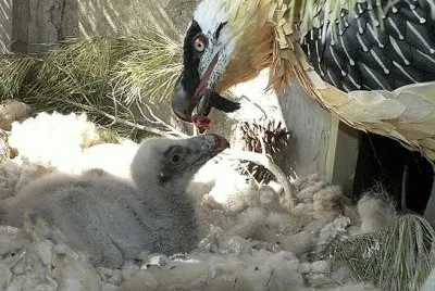 Mama amorosa