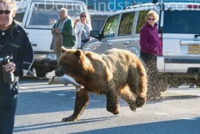 ALASKA SALVAJE HASTA EN LAS CALLES