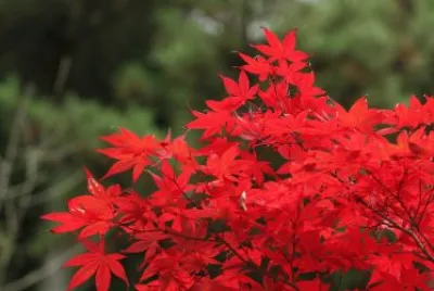 Japanese maple