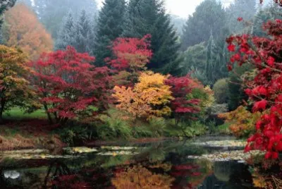 fall foliage in the park