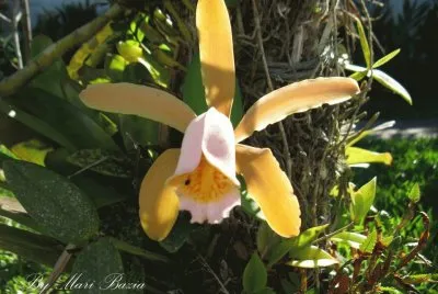 Natureza