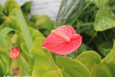 Natureza