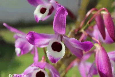 Natureza