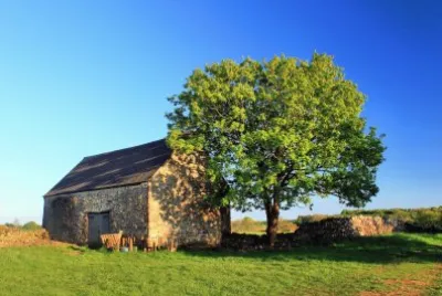 Barn and tree
