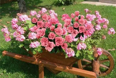 Rosas