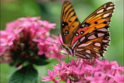 Mariposa y flores rosadas