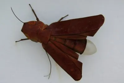 la mosca