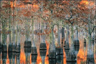 flooded forest jigsaw puzzle