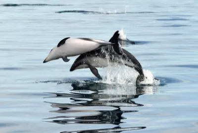 2 dolphins
