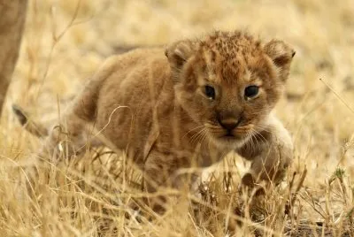 stalking baby tiger