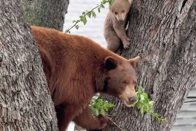 bears in tree