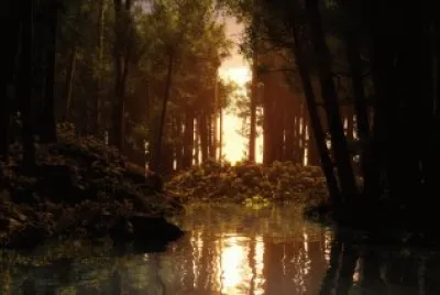 forest sunrise