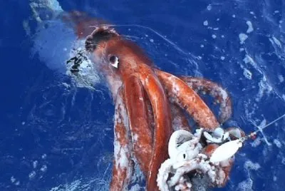 giant squid