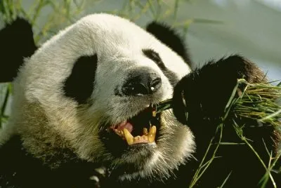 giant panda