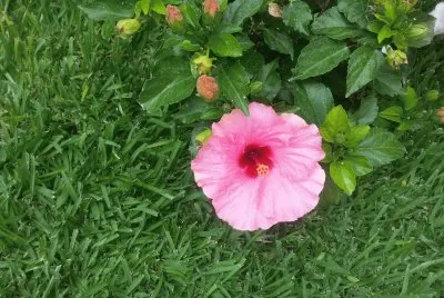 flor rosada