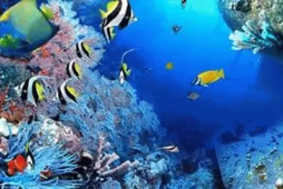 Corals with Fishes jigsaw puzzle