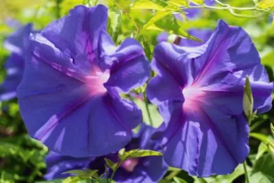 Flors