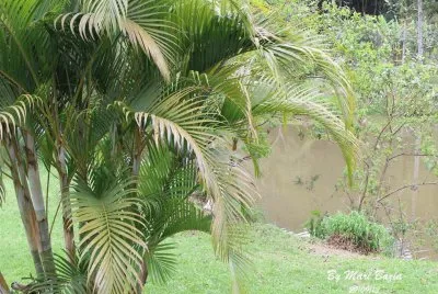 Natureza