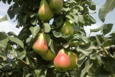 ××’×¡×™×