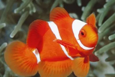 peces de colores