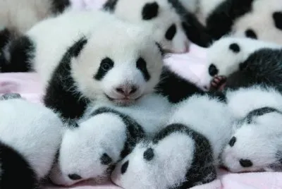 BEBÃ‰S EN CHENDU, CHINA.