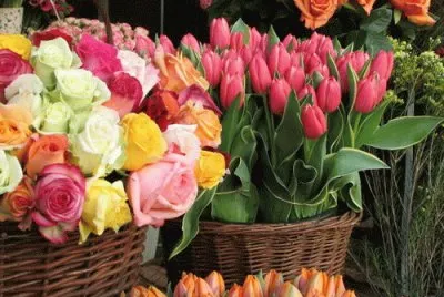 tulips and roses
