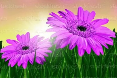 image jigsaw puzzle