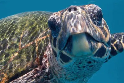 tortuga acuatica