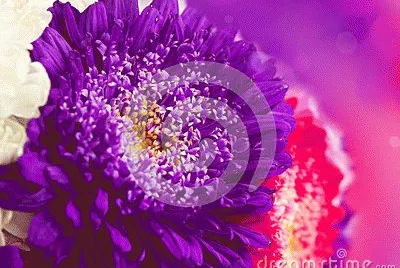 foto jigsaw puzzle