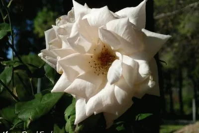 sol del desierto