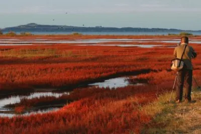 autumn marsh
