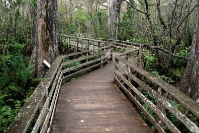 Corkscrew Swamp