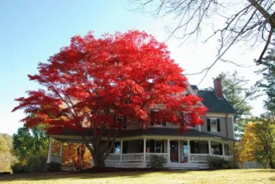 red tree