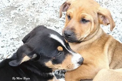 Animais