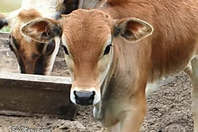 Animais