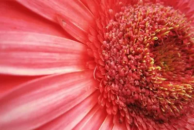 Flor