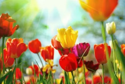 פאזל של tulipa