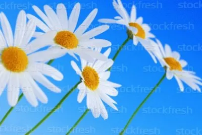 image jigsaw puzzle