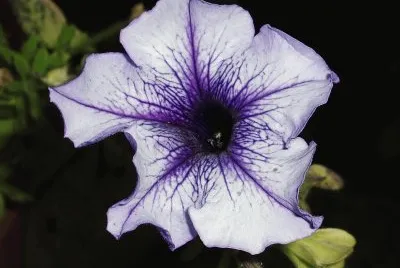 fiore