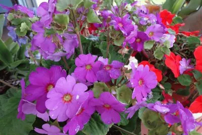 FLORES