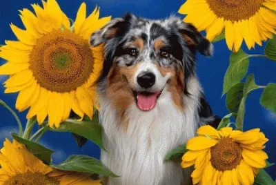 image jigsaw puzzle