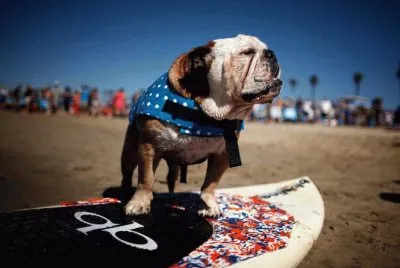 COMPETENCIA DE SURF PARA PERRITOS