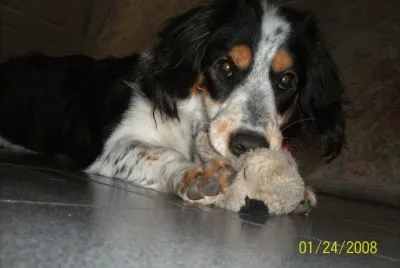 Astor
