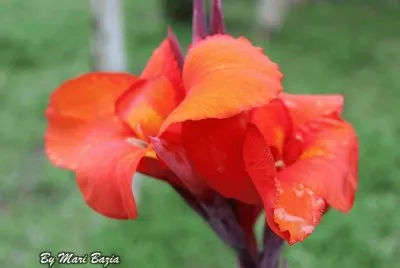 Natureza
